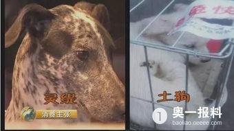 加菲最新爆料,揭秘娱乐圈不为人知的秘密